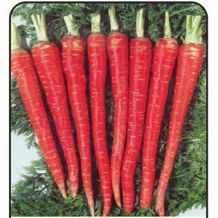 CARROTS PAKSTAN