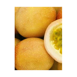 فاشن روت