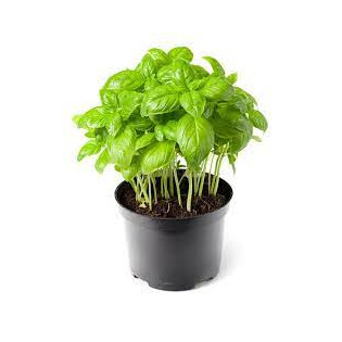 FRESH BASIL POT