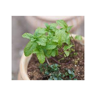 FRESH MINT POT