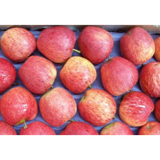 APPLE ROYAL GALA ON TRAY 3 TO 4 KG