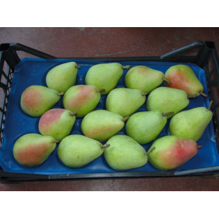 PEARS TURKEY