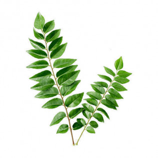 CURRY LEAVES