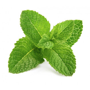 نعنع