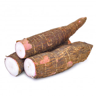 TAPIOCA