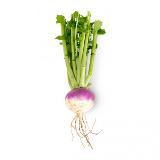 TURNIP