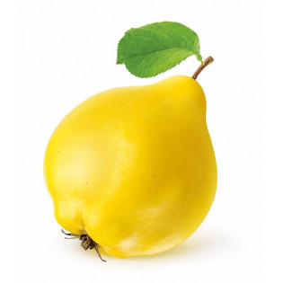 سفرجل