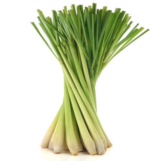 عشب الليمون
